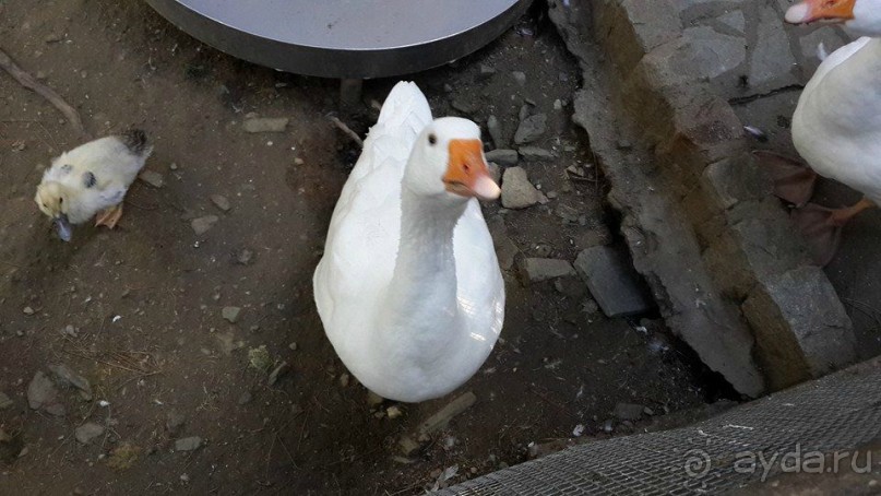 Магия греческого города. Салоники. Зоопарк и МК "Диапласи"