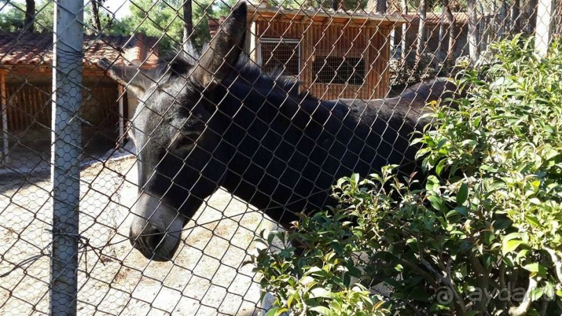 Магия греческого города. Салоники. Зоопарк и МК "Диапласи"