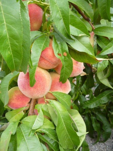 Альбом отзыва "Греческая "кругосветка". Метеора. Симфония одиночества."