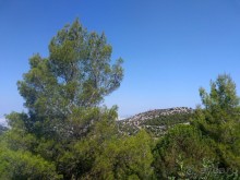 Альбом отзыва "Греческая" кругосветка". Современные Афины. Ч.3. Микс: парки, сады, улицы, дворы."