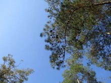 Альбом отзыва "Греческая" кругосветка". Современные Афины. Ч.3. Микс: парки, сады, улицы, дворы."