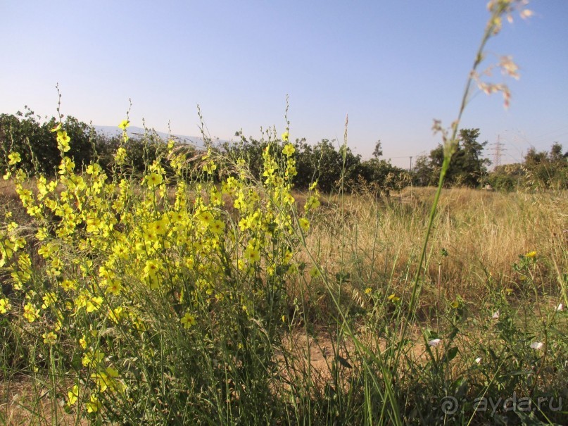 Греческая" кругосветка". Современные Афины. Ч.3. Микс: парки, сады, улицы, дворы.