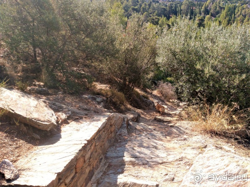 Греческая" кругосветка". Современные Афины. Ч.3. Микс: парки, сады, улицы, дворы.