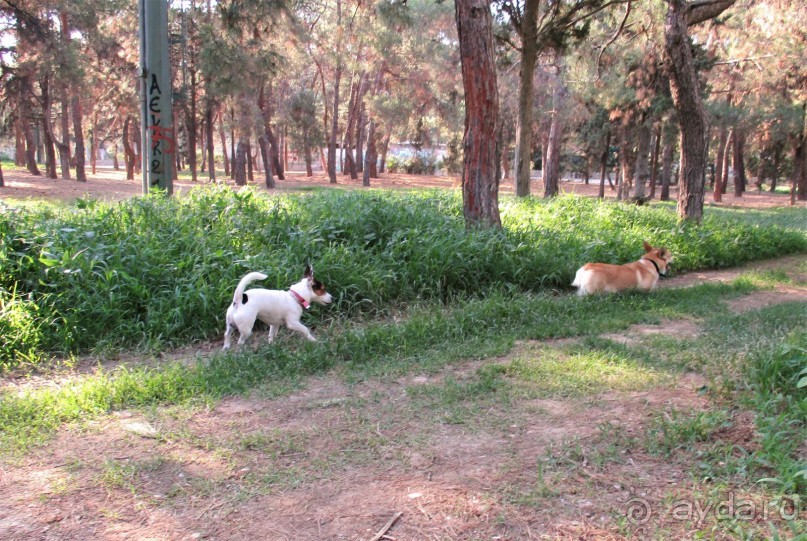 Греческая" кругосветка". Современные Афины. Ч.3. Микс: парки, сады, улицы, дворы.