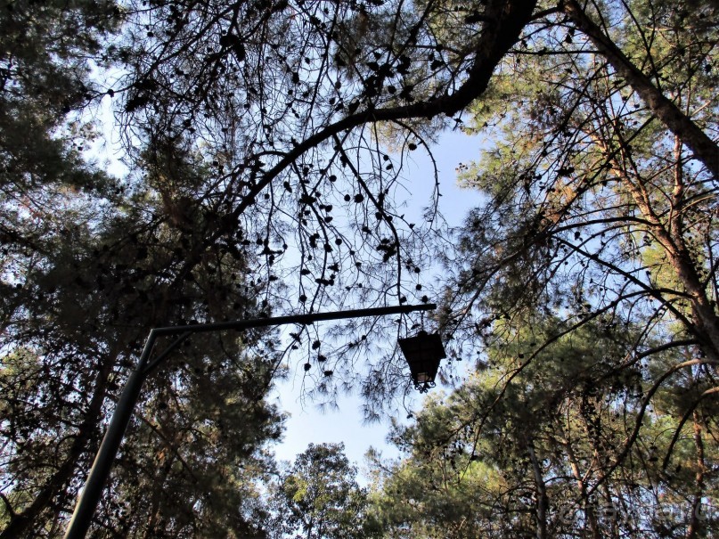 Греческая" кругосветка". Современные Афины. Ч.3. Микс: парки, сады, улицы, дворы.