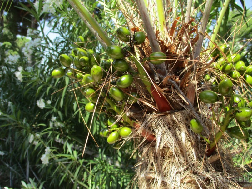 Греческая" кругосветка". Современные Афины. Ч.3. Микс: парки, сады, улицы, дворы.