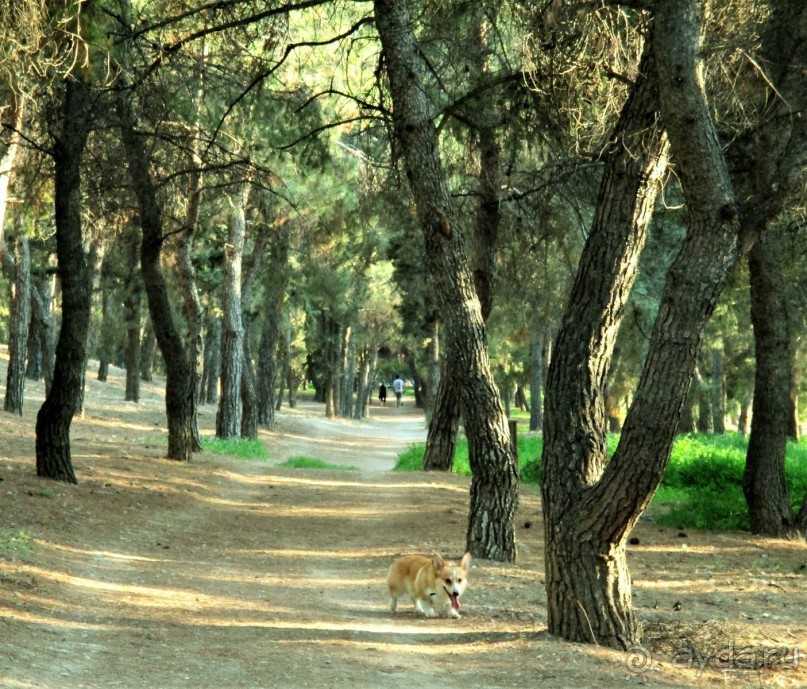 Греческая" кругосветка". Современные Афины. Ч.3. Микс: парки, сады, улицы, дворы.