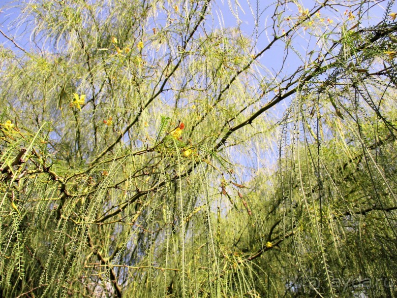 Греческая" кругосветка". Современные Афины. Ч.3. Микс: парки, сады, улицы, дворы.