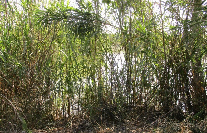 Греческая" кругосветка". Современные Афины. Ч.3. Микс: парки, сады, улицы, дворы.