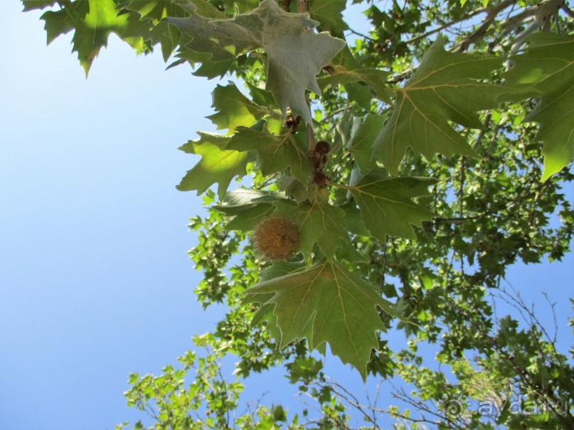 Греческая" кругосветка". Современные Афины. Ч.3. Микс: парки, сады, улицы, дворы.