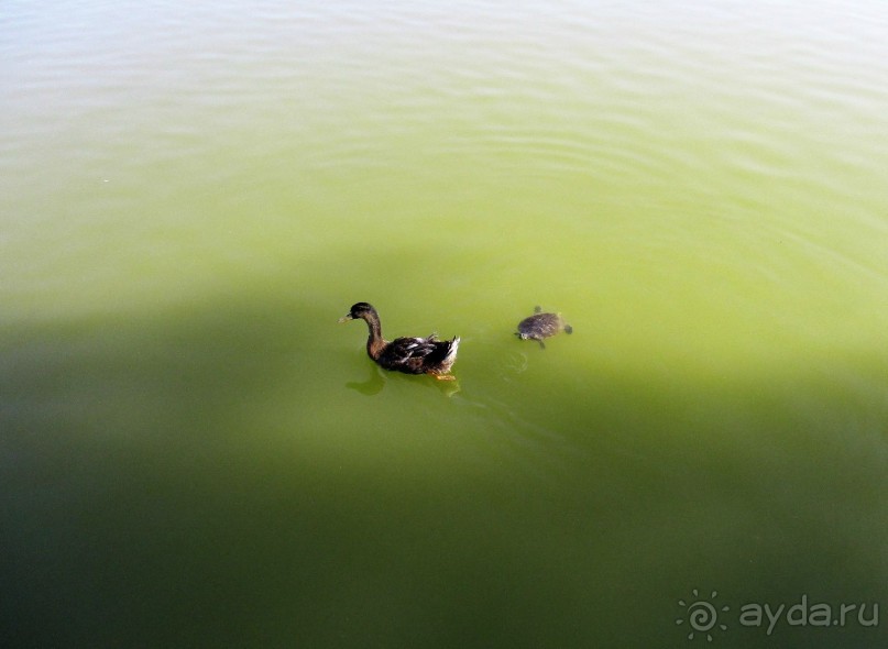 Греческая" кругосветка". Современные Афины. Ч.3. Микс: парки, сады, улицы, дворы.