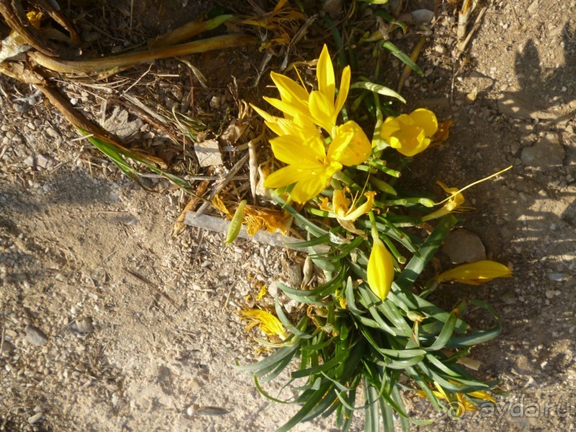 Акрополь. Ч.2