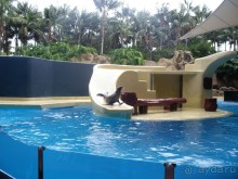 Тенерифская сказка. Часть 3 "Карусель развлечений"