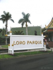 Тенерифская сказка. Часть 3 "Карусель развлечений"