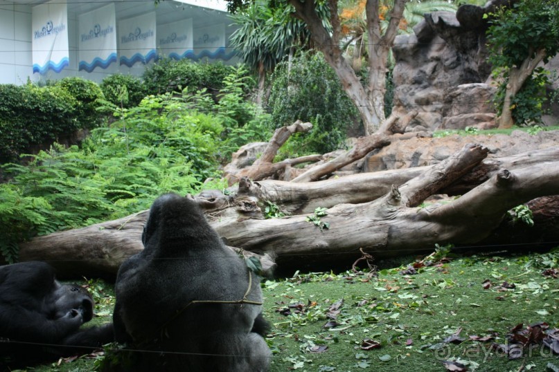 Лоро Парк. "Гламурные звёзды"