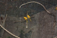 Лоро Парк. Местные жители, в честь которых назван парк.