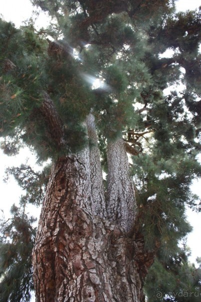 Канарская сосна (центр): 60 метров в высоту, 3 метра в ширину. Исполняет желания.