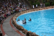 Лоро Парк. Шоу Дельфинов. Разминка.