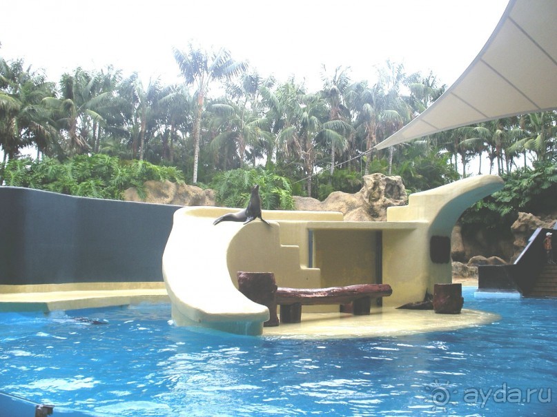 Лоро Парк. Шоу котиков. Весёло-развлекательное и очень интересное шоу. 