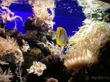 Лоро Парк.Аквариум.