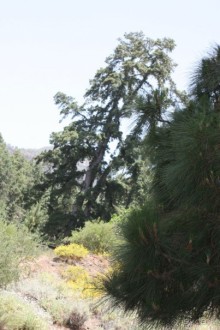 Тенерифская сказка. Часть 3 "Карусель развлечений"