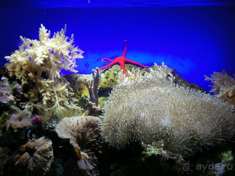 Лоро Парк. Аквариум.