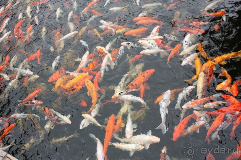 Лоро Парк. Жители "Тайской деревни". Попрошайки....