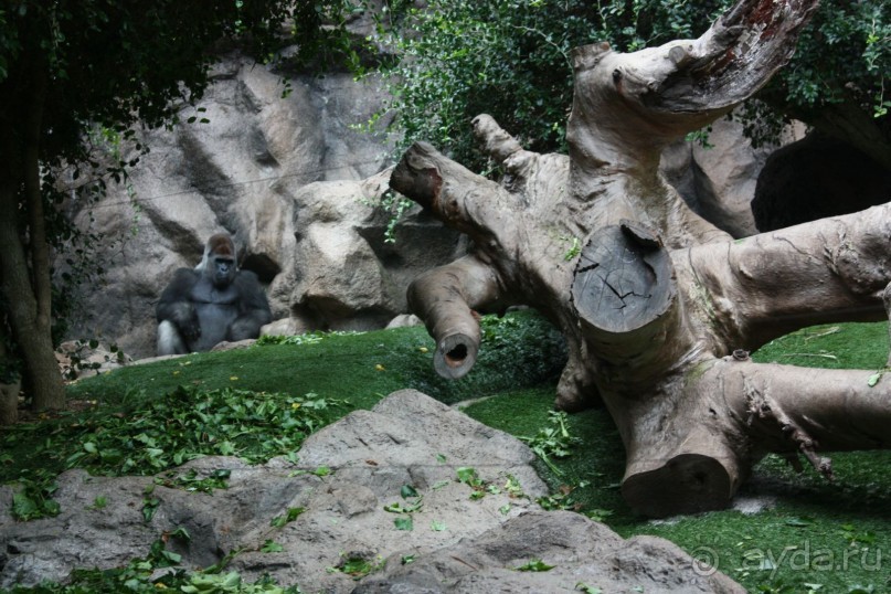 Лоро Парк. Местные жители. Горилла.