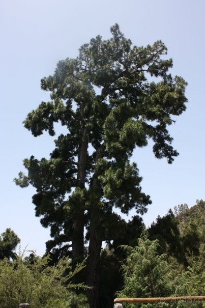 Канарская сосна (крона): 60 метров в высоту, 3 метра в ширину. Исполняет желания.