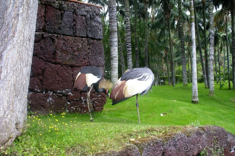 Лоро Парк. Местные жители.