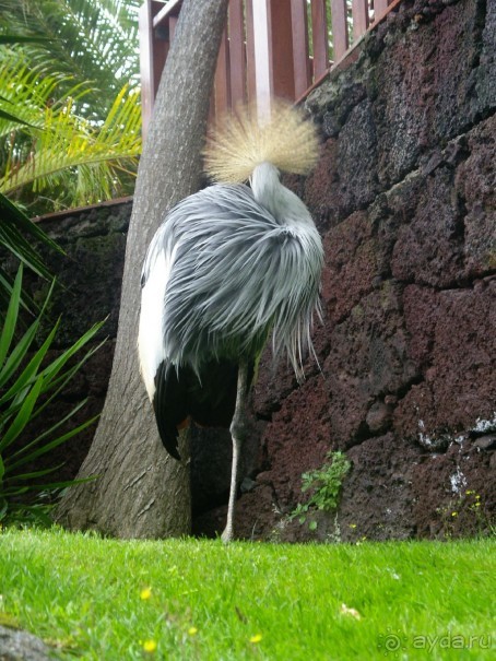 Тенерифская сказка. Часть 3 "Карусель развлечений"
