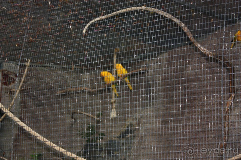 Лоро Парк. Местные жители, в честь которых назван парк.