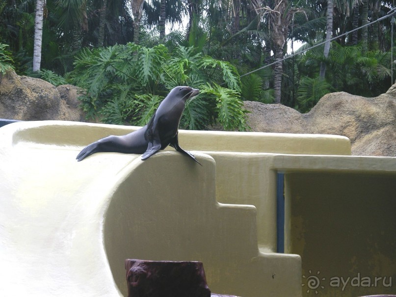 Тенерифская сказка. Часть 3 "Карусель развлечений"