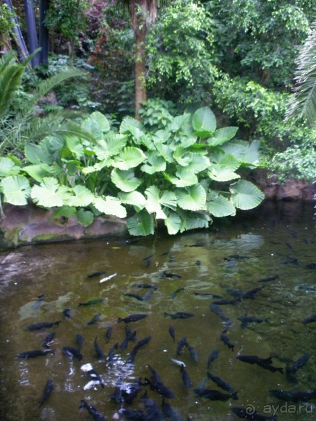 Лоро Парк. "Тихая заводь"