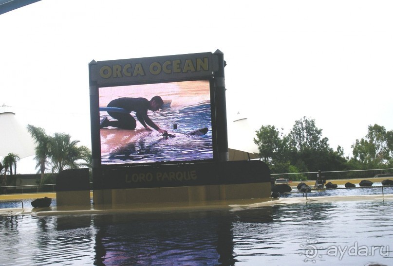 Лоро Парк. Шоу Касаток. Сидели на "не правильной" трибуне (где по сценарию заливают водой), фотоаппарат был убран. Фото остались только в памяти.  