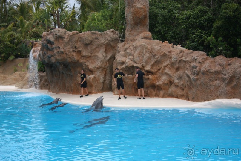 Лоро Парк. На Шоу Дельфинов.