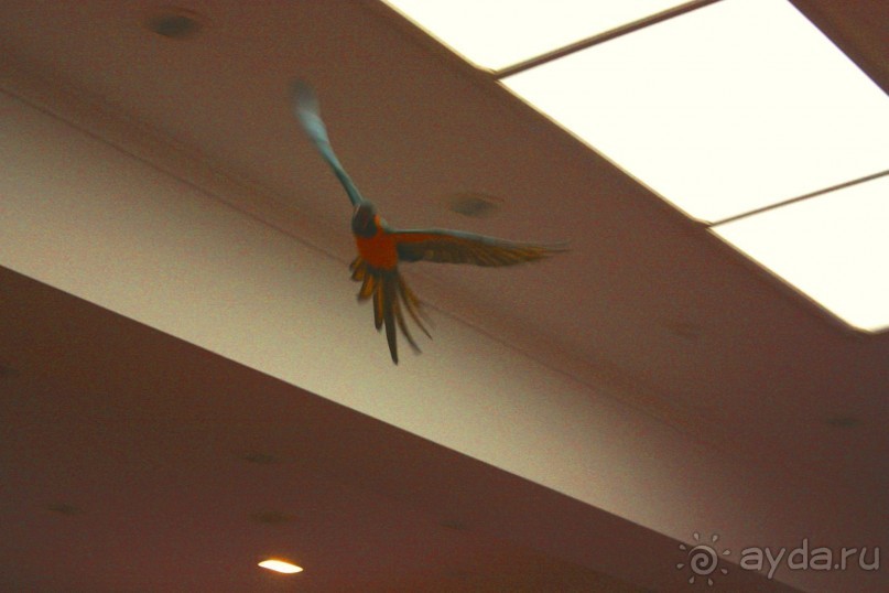 Лоро Парк. На Шоу Попугаев. 