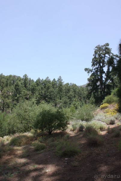 Тенерифская сказка. Часть 3 "Карусель развлечений"