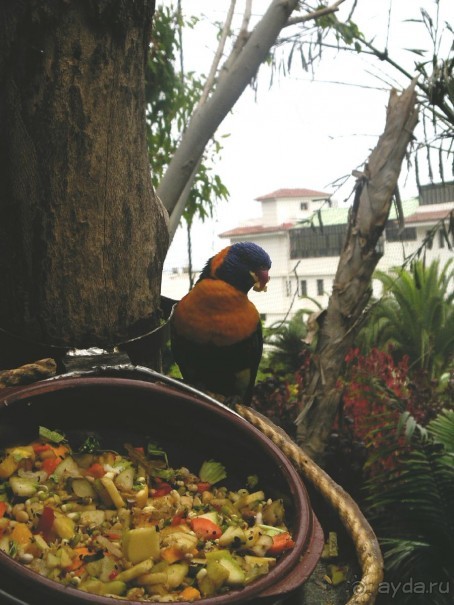 Лоро Парк.Успевает всё: и кушать, и позировать.