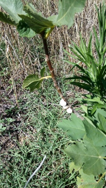 Альбом отзыва "Греческая  "кругосветка". Пелопоннес. Берега моей мечты. Продолжение. Посёлок Корони."