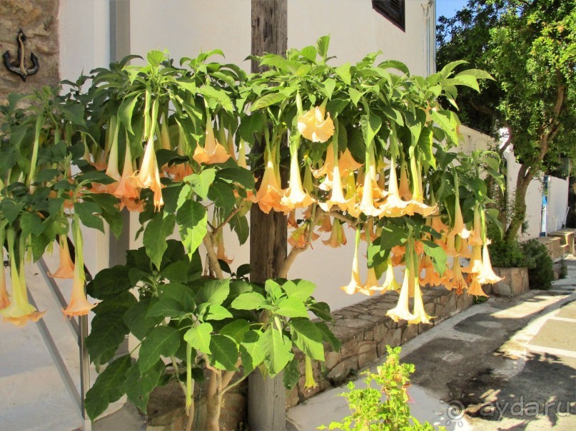 Альбом отзыва "Греческая  "кругосветка". Пелопоннес. Берега моей мечты. Продолжение. Посёлок Корони."