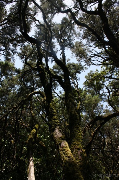 Тенерифская сказка. Часть 2. "Затерянный в мирах"