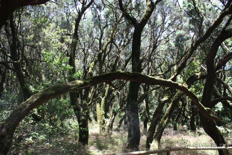 Тенерифская сказка. Часть 2. "Затерянный в мирах"