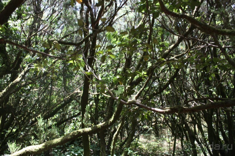 Тенерифская сказка. Часть 2. "Затерянный в мирах"