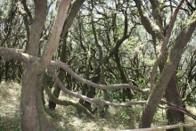 Тенерифская сказка. Часть 2. "Затерянный в мирах"