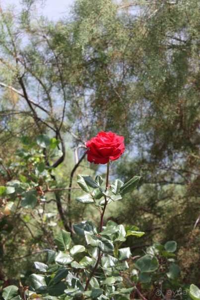 Тенерифская сказка. Часть 2. "Затерянный в мирах"