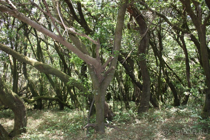 Тенерифская сказка. Часть 2. "Затерянный в мирах"