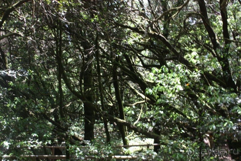 Тенерифская сказка. Часть 2. "Затерянный в мирах"