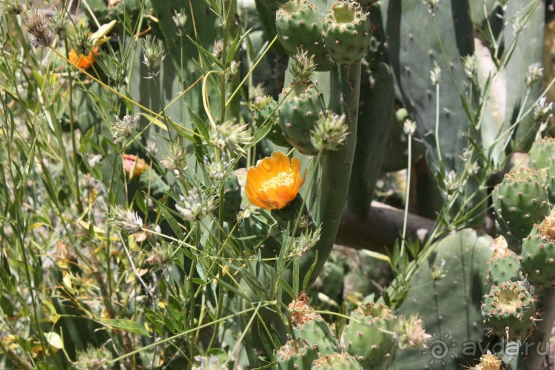 Тенерифская сказка. Часть 2. "Затерянный в мирах"