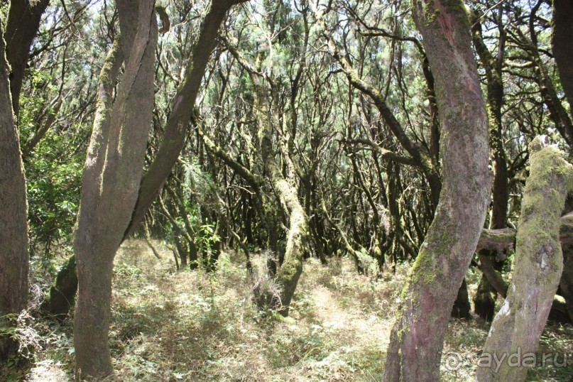 Тенерифская сказка. Часть 2. "Затерянный в мирах"